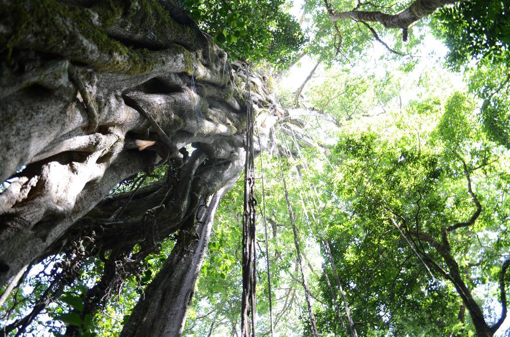 Cabinas Capulin & Farm Monteverde Ngoại thất bức ảnh