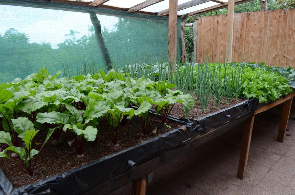 Cabinas Capulin & Farm Monteverde Ngoại thất bức ảnh